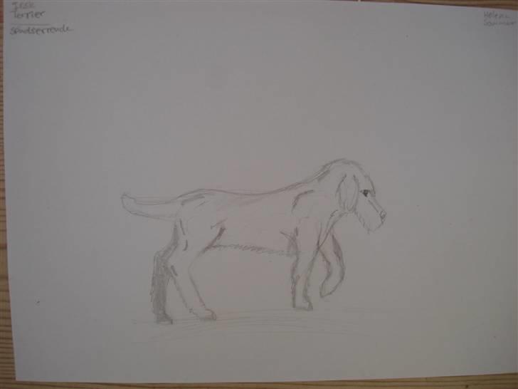Mine hunde tegninger - Irsk terrier billede 6