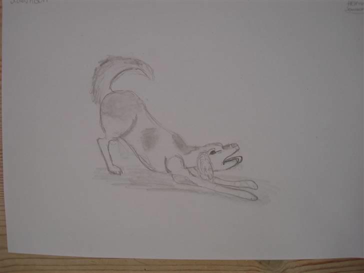 Mine hunde tegninger - Kom og leg  -stabijhoun billede 7