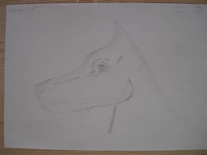 Mine hunde tegninger - Sjæfer hund billede 8