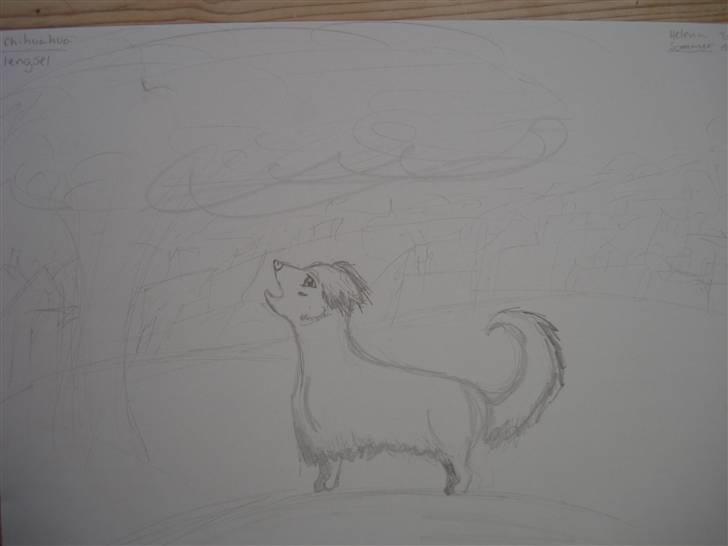 Mine hunde tegninger - Lengsel  -Chihuahua billede 9