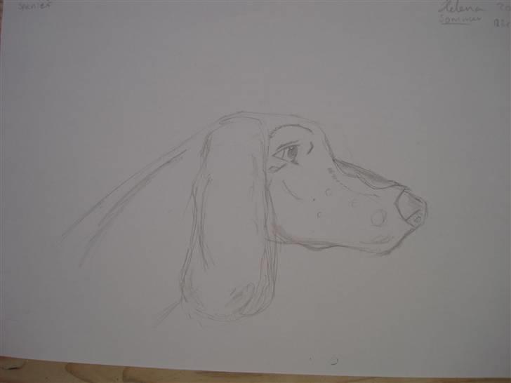 Mine hunde tegninger - Springer spanier billede 10