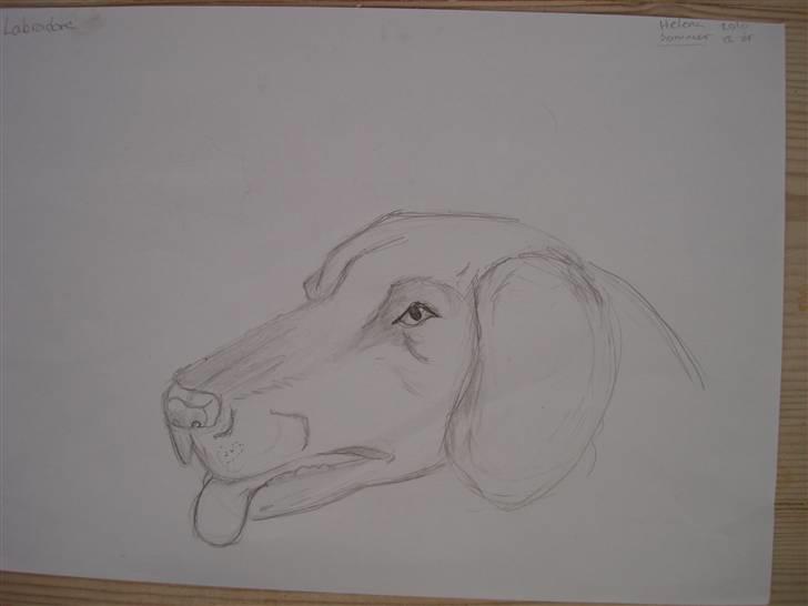 Mine hunde tegninger - Labredore billede 11