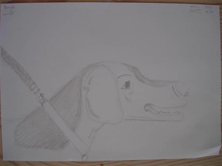 Mine hunde tegninger - Glænde  -beagle billede 12