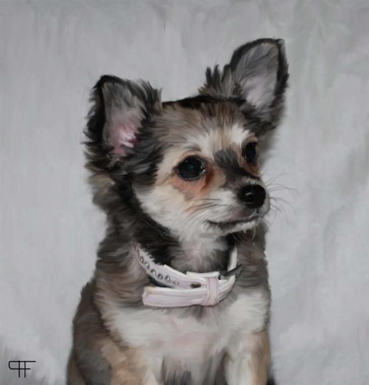 Tegninger af andres hunde - Buddy. billede 316