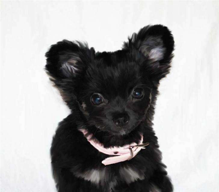 Tegninger af andres hunde billede 318