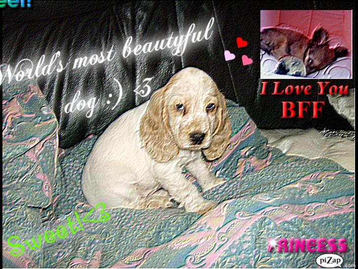 Mille og venner - Mille og Kastanje billede 1