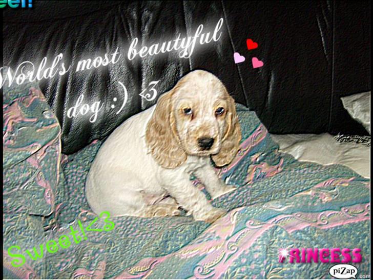 Mille og venner - Mille, du er verdens smukkeste og bedste hund i hele verden!:) Jeg elsker dig :')<3 billede 2