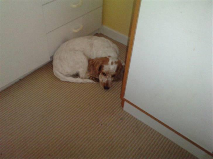 Mille og venner - Miiin Lille Mille sover i hjørnet, mens mor er på computer ;) billede 3