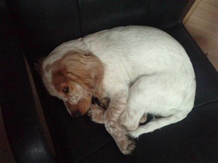 Mille og venner - Arrh, mor har varmet stolen til mig ;D billede 4