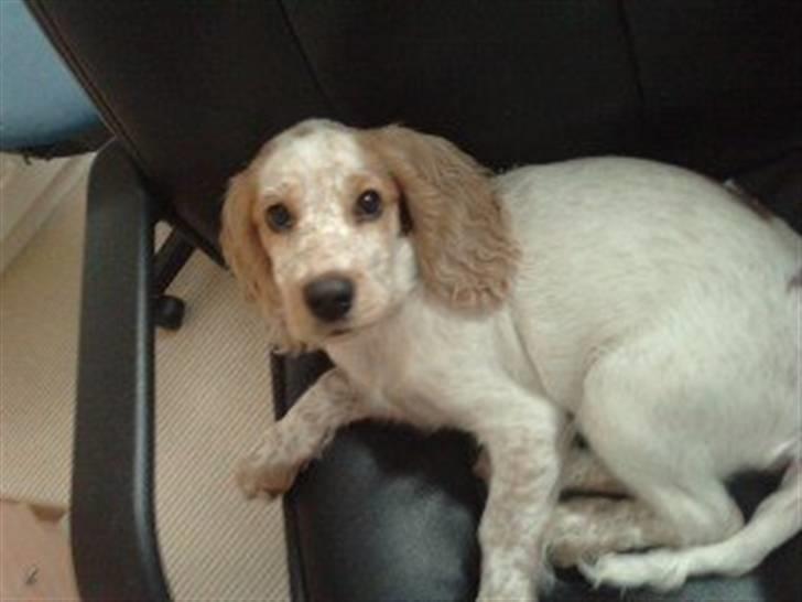 Mille og venner - Ihhh moar, jeg sov lige så godt ... :) billede 5