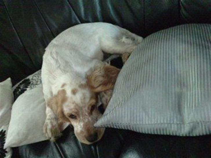 Mille og venner - ZzZZZ godnat igen :) billede 6