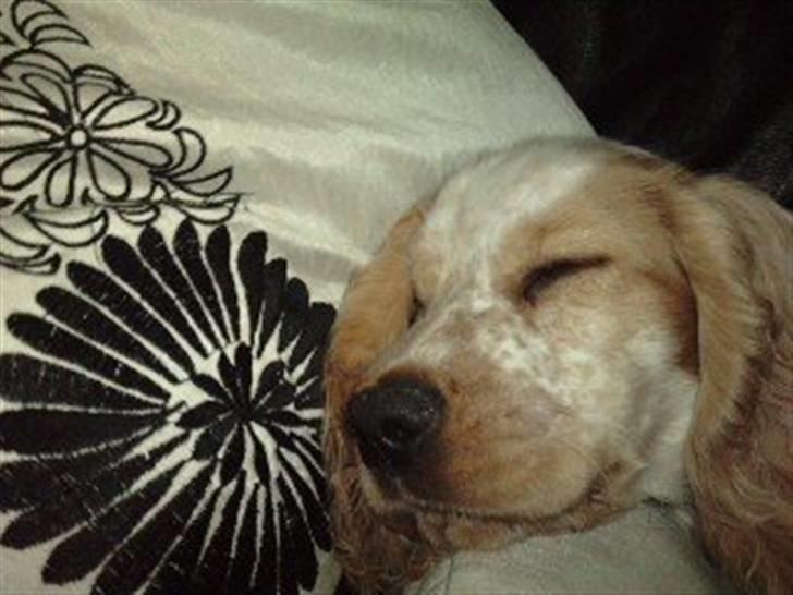 Mille og venner - Dejligt.. Har lige set animal planet :) billede 7