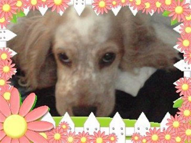 Mille og venner - Den glade smukke blomster pige :) billede 8