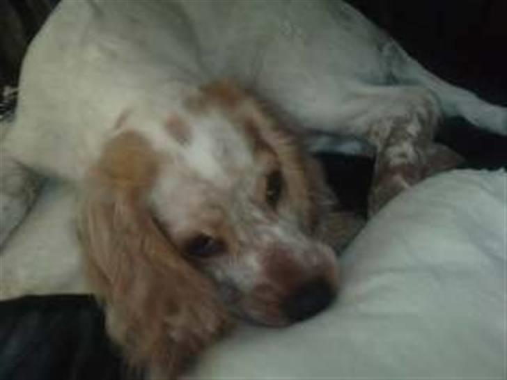 Mille og venner - Sover lige det sted, så der ikke er plads til andre :) - så får man lidt ekstra opnærksomhed :) billede 9