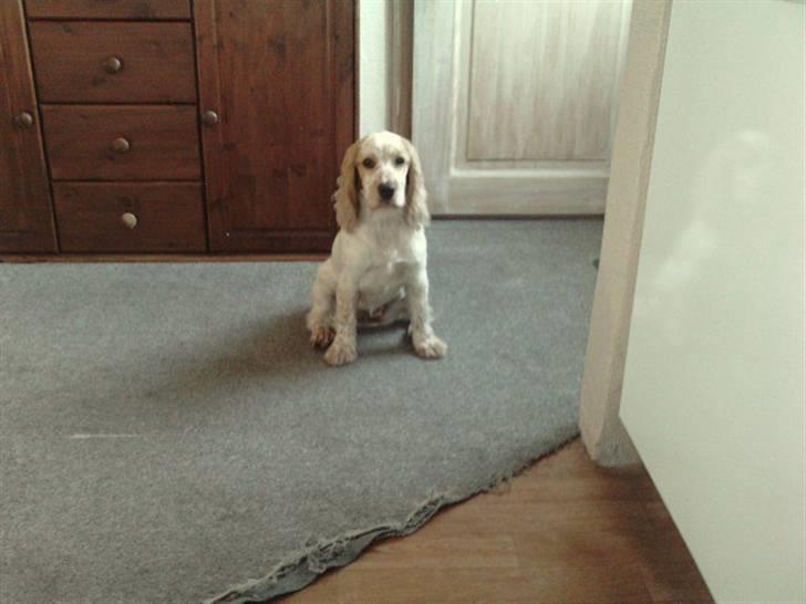 Mille og venner - Mor er lige kommet hjem fra Sverige :) Hun var væk i en hel uge på ferie d: billede 11