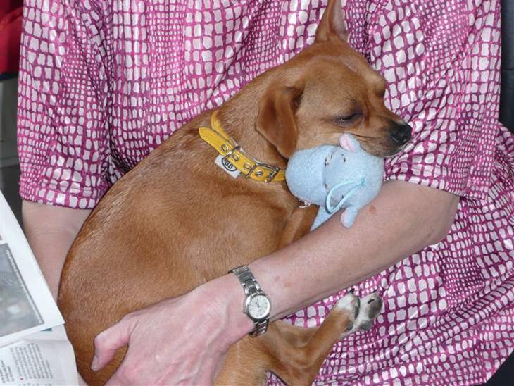 {{currentPhoto.altText}} billede {{currentPhoto.number}}