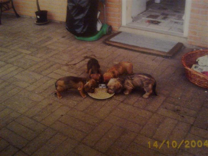 {{currentPhoto.altText}} billede {{currentPhoto.number}}