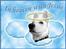 Andres hunde 1 - Engle - Heavenly Jessie
http://www.hundegalleri.dk/html/gal_visbil.asp?ID=20617