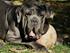 Mastino Napoletano Arthur