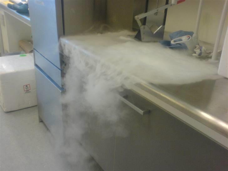 Diverse dyrebilleder, men mest rotter - Hehe lidt sjovt med tøris billede 10