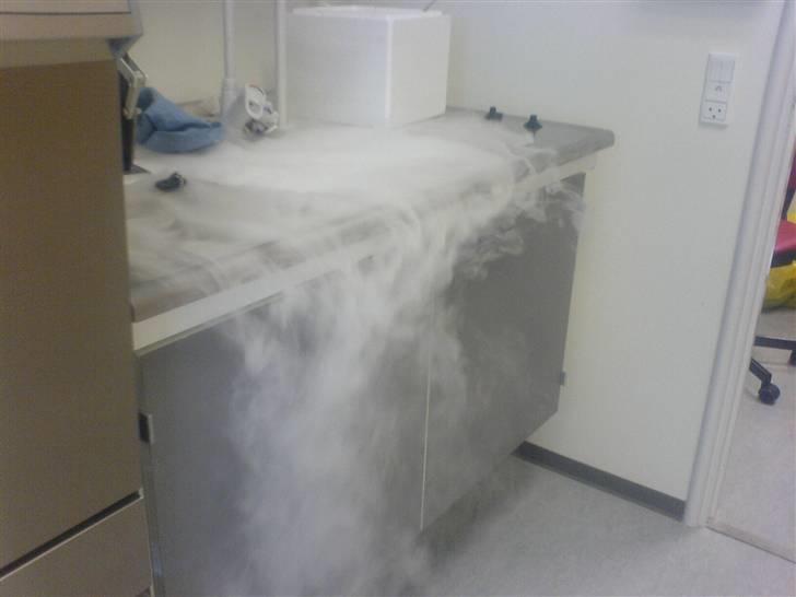 Diverse dyrebilleder, men mest rotter billede 11