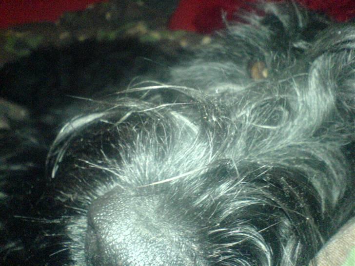 Diverse dyrebilleder, men mest rotter billede 12