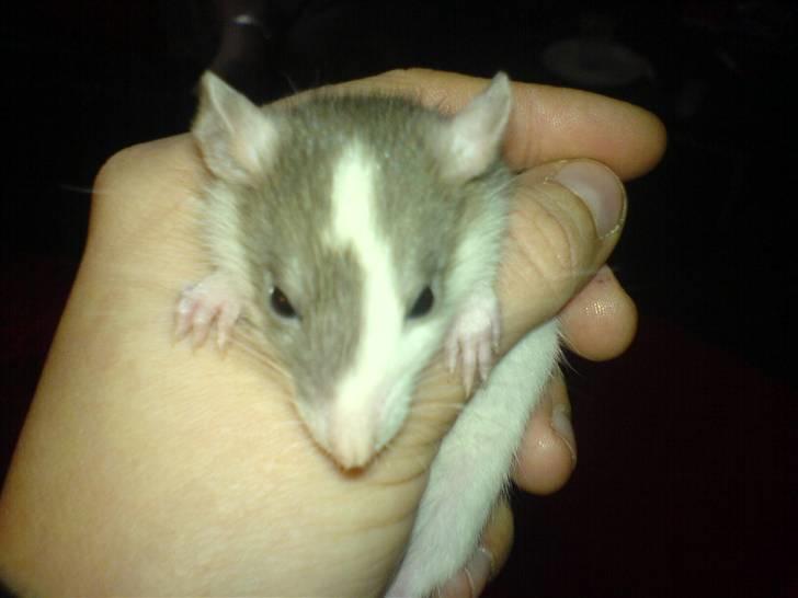 Diverse dyrebilleder, men mest rotter - Baby lyn-ild billede 2