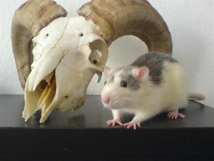 Diverse dyrebilleder, men mest rotter - Min gamle han rotte museline og kranie billede 1