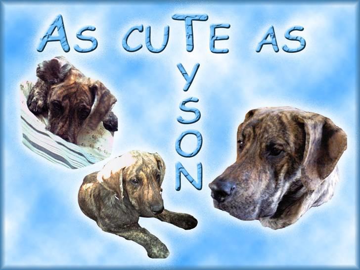 Andres hunde 1 - Engle - Tyson heaven :-)
http://www.hundegalleri.dk/html/gal_visbil.asp?ID=17447&ipc=64686 billede 3