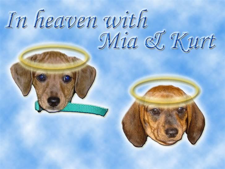 Andres hunde 1 - Engle - Mia & Kurt er engle
http://www.hundegalleri.dk/html/gal_visbruger.asp?userID=26865 billede 4