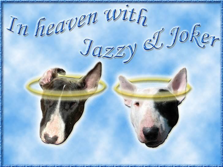 Andres hunde 1 - Engle - Joker og Jazzy - heavenly angels
http://www.hundegalleri.dk/html/gal_visbruger.asp?userID=2748 billede 2