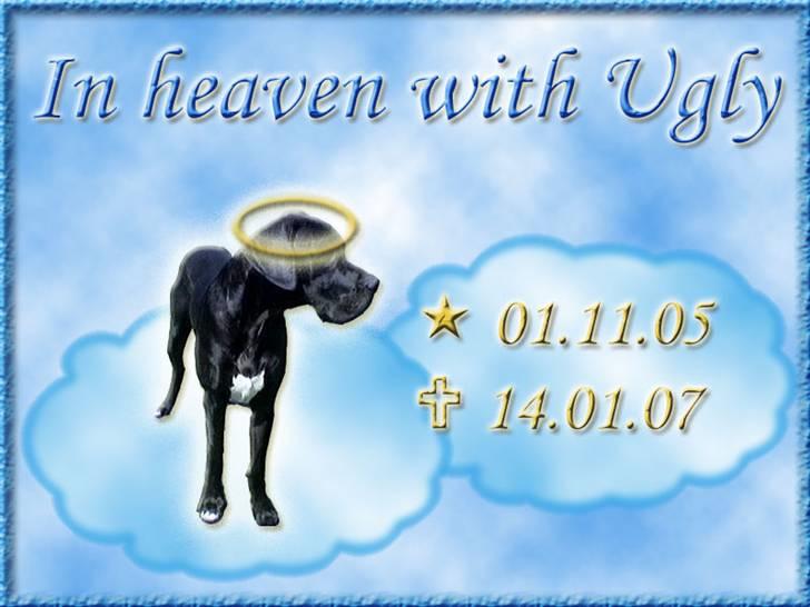 Andres hunde 1 - Engle - Ugly R.I.P
http://www.hundegalleri.dk/html/gal_visbil.asp?ID=10260 billede 5