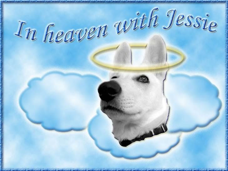 Andres hunde 1 - Engle - Heavenly Jessie
http://www.hundegalleri.dk/html/gal_visbil.asp?ID=20617 billede 6