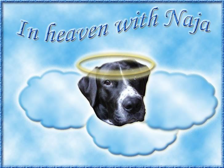 Andres hunde 1 - Engle - Naja in heaven
http://www.hundegalleri.dk/html/gal_visbil.asp?ID=16950 billede 7