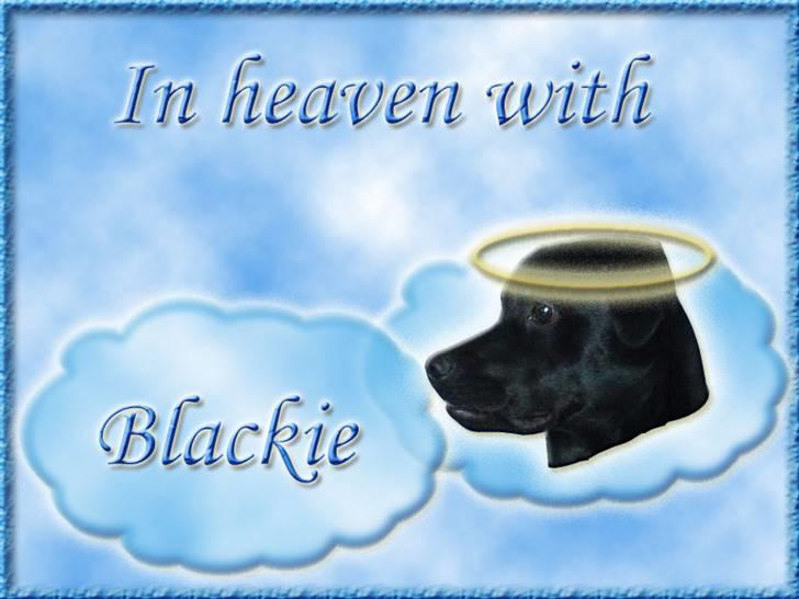 Andres hunde 1 - Engle - Blackie in heaven
http://www.hundegalleri.dk/html/gal_visbil.asp?ID=23213 billede 8