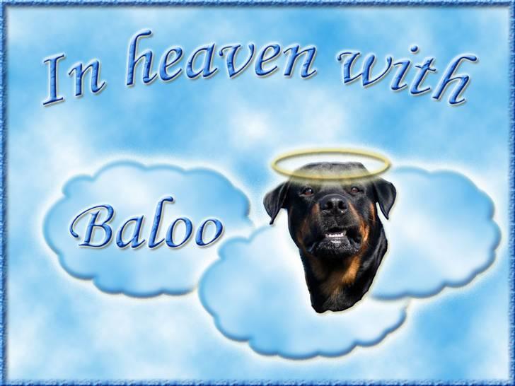 Andres hunde 1 - Engle - Baloo i himlen
http://www.hundegalleri.dk/html/gal_visbil.asp?ID=15865 billede 9