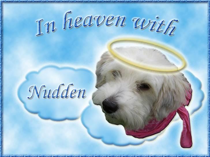 Andres hunde 1 - Engle - Nudden
Http://www.hundegalleri.dk/html/gal_visbil.asp?ID=14664 billede 10