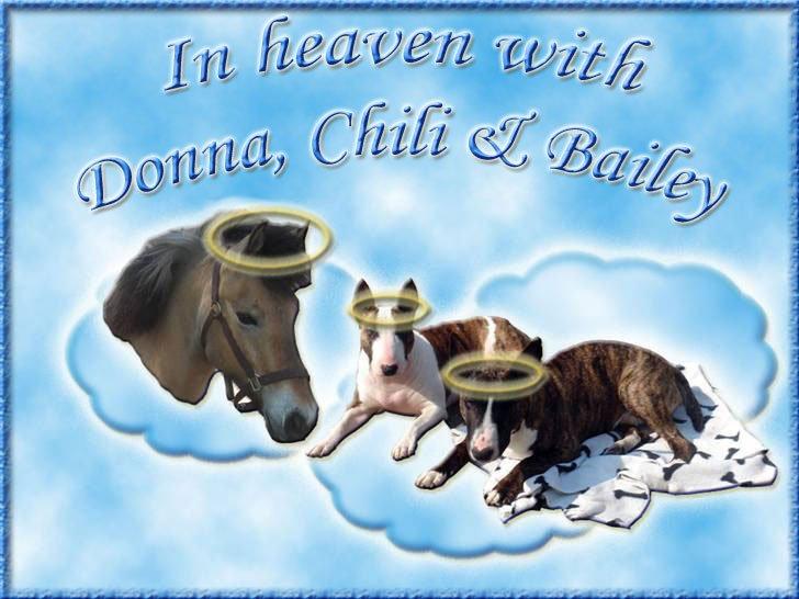 Andres hunde 1 - Engle - Donna, Chilli & Bailey som glade engle
http://www.hundegalleri.dk/html/gal_visbruger.asp?userID=15681 billede 11