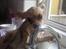 Lettere dumme hunde