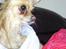 Lettere dumme hunde