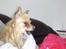 Lettere dumme hunde
