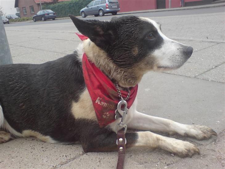 {{currentPhoto.altText}} billede {{currentPhoto.number}}