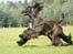 Flyvende hunde