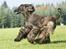Flyvende hunde