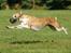 Flyvende hunde
