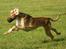 Flyvende hunde