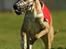 Flyvende hunde