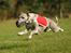 Flyvende hunde