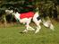 Flyvende hunde