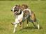 Flyvende hunde